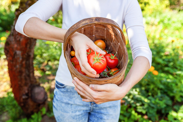 Person holding a basket filled with tomatoes.