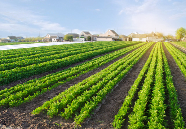 Rows of crops.