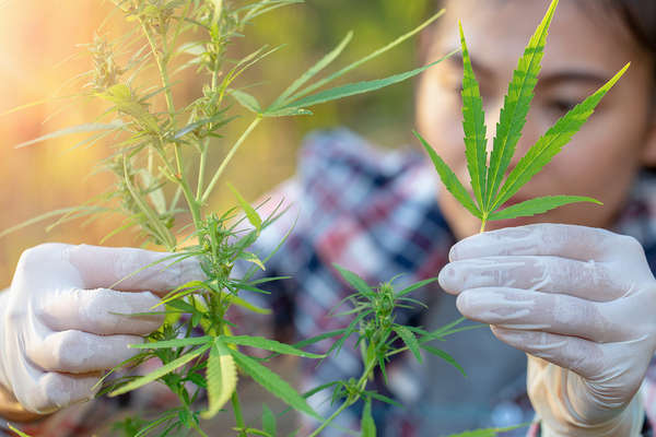 Person inspecting a cannabis plant.