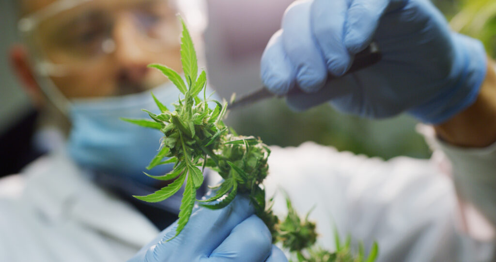 Cannabis ERP Frequently Asked Questions 1 Scientist in Mask and gloves checks on the stem of a cannabis stem