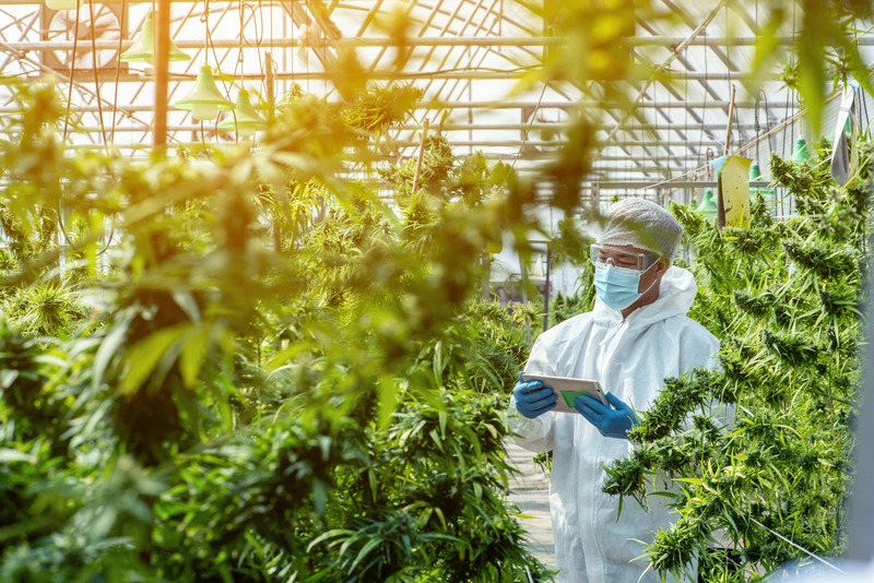 ERP for Cannabis Blog Image