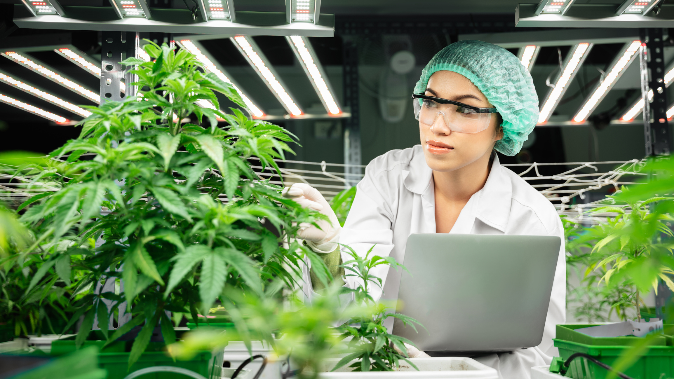 MSOs Are Feeling the Squeeze 1 MSOs Are Feeling the Squeeze Cannabis Software Blog Image