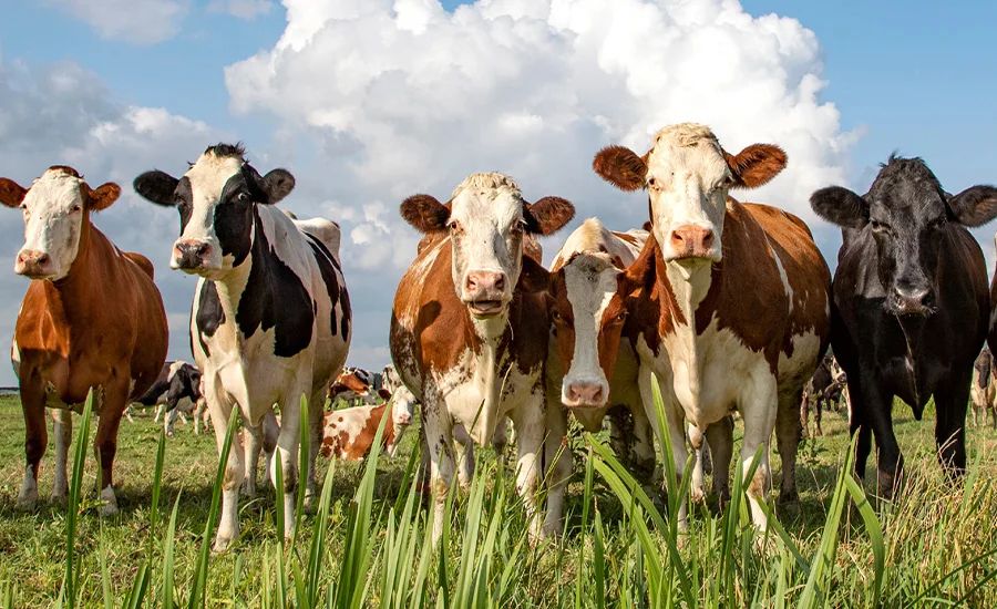 harland braun customer story