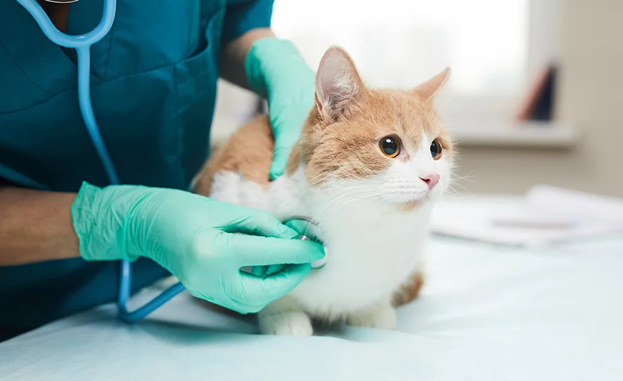 vetcare customer story.png 1