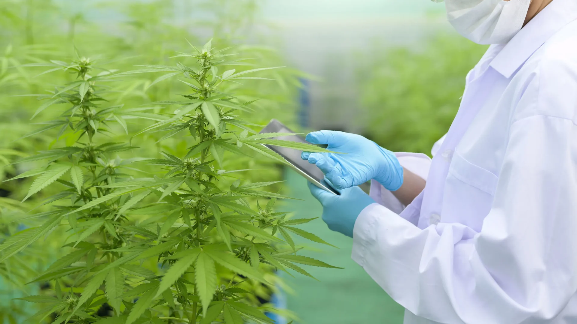 Hero-Sage-NexTec CannaBusiness ERP NexTec Group